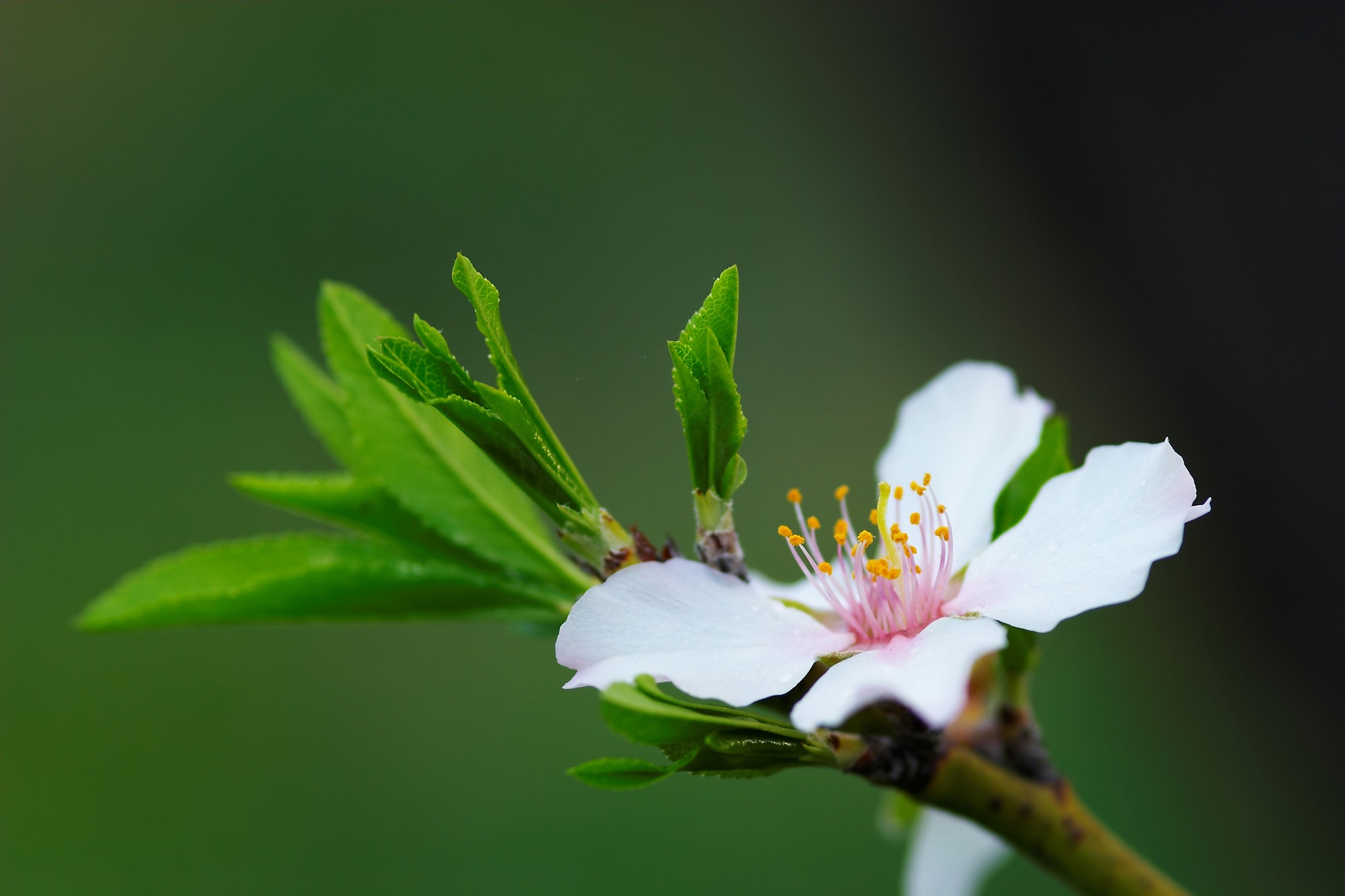 Flower Almond Tree