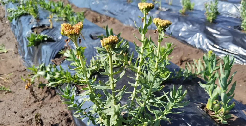 Rhodiola Rosea Supplier