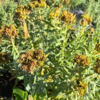 Rhodiola Rosea's largest production plant1 Natural Plant Extract Rhodiola Rosea Extract Powder 3% Rosavins 1% Salidroside