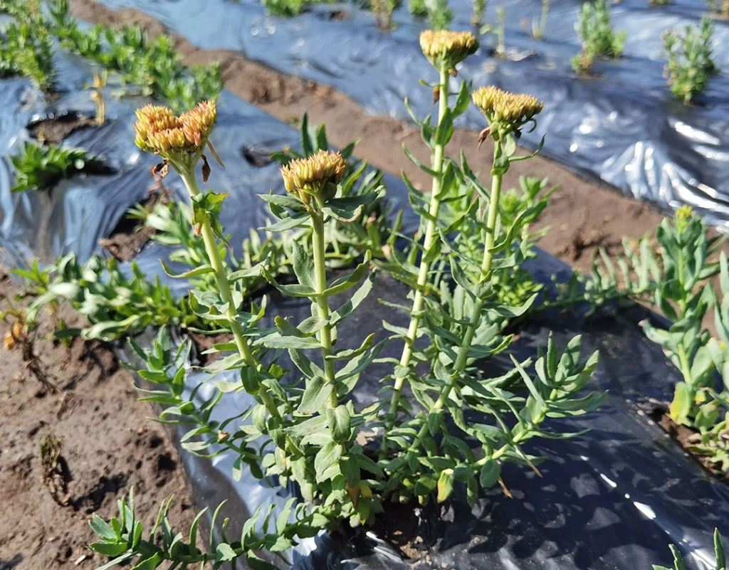 Rhodiola-Rosea-Extract-Supplier1