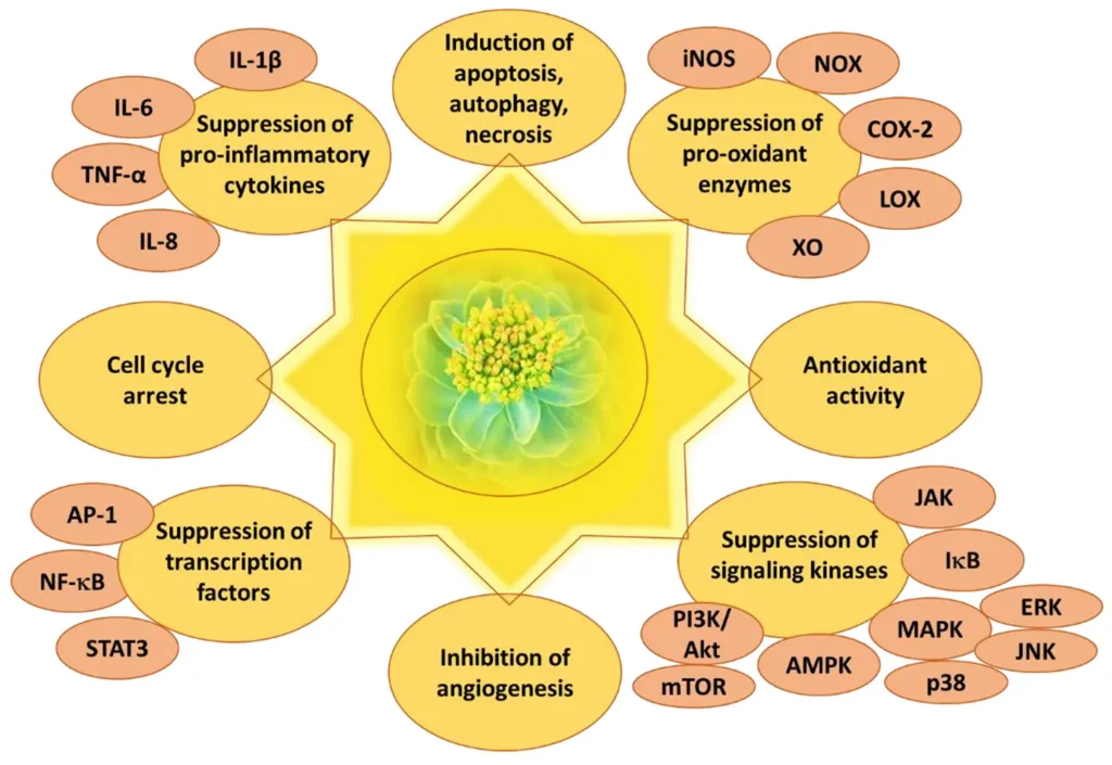 Rhodiola rosea extract