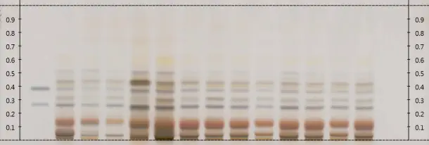 Rhodiola rosea extract spectrum
